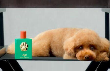 Dolce &#038; Gabbana випустили парфуми для собак