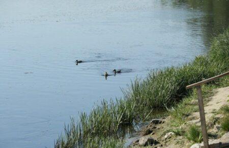 «Вода очиститься за 2-3 тижні» — заступник голови Держводагентства про Сейм та Десну