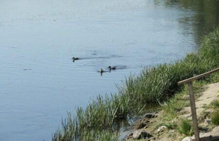 «The water will be cleared in 2-3 weeks» — Deputy Head of the State Water Agency on the Seim and Desna