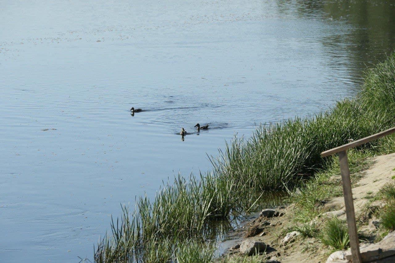 «Вода очиститься за 2-3 тижні» — заступник голови Держводагентства про Сейм та Десну