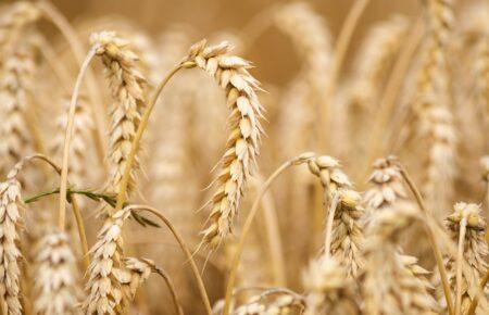 About 22 million tonnes of wheat harvested in Ukraine this year