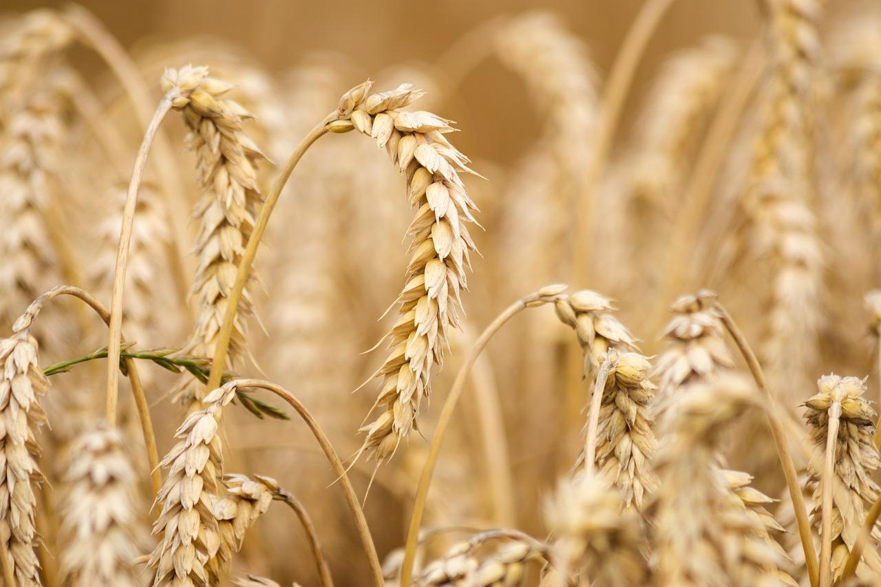 About 22 million tonnes of wheat harvested in Ukraine this year