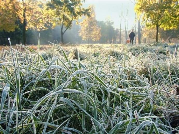 Коли в Україні чекати на заморозки: прогноз синоптикині