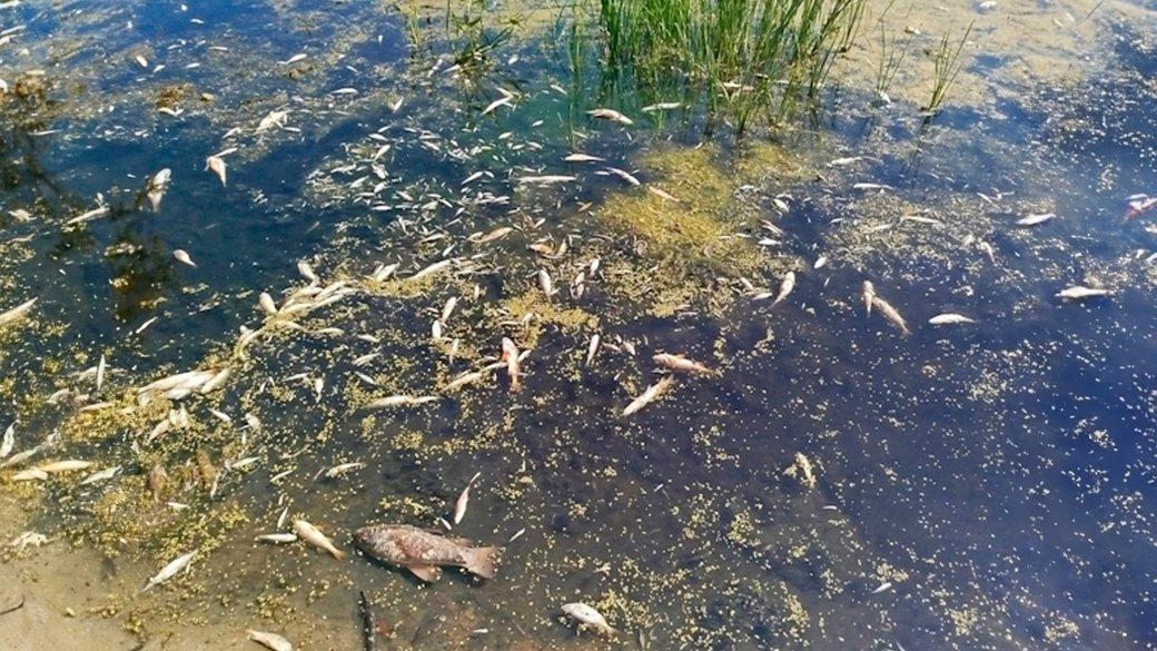 All fish died in the Seym river — ecologist