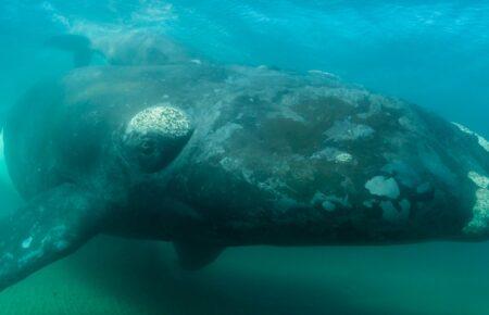 Кити можуть жити понад 130 років