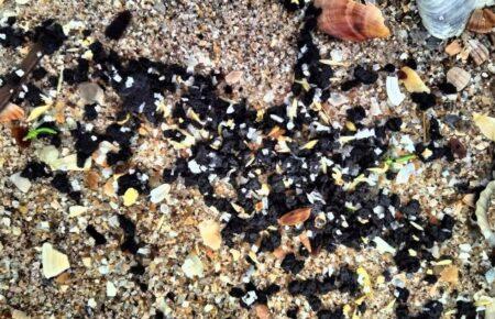 Влада Одещини не очищує підпорядковані їй ділянки узбережжя від мазуту — науковець з «Тузлівських лиманів»