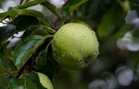 Ціни на українські яблука стрімко ростуть: аналітик пояснив причини