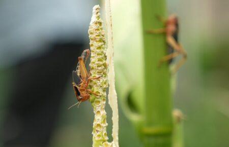 Нашестя сарани на Запоріжжі: заступник голови Держпродспоживслужби розповів про масштаби