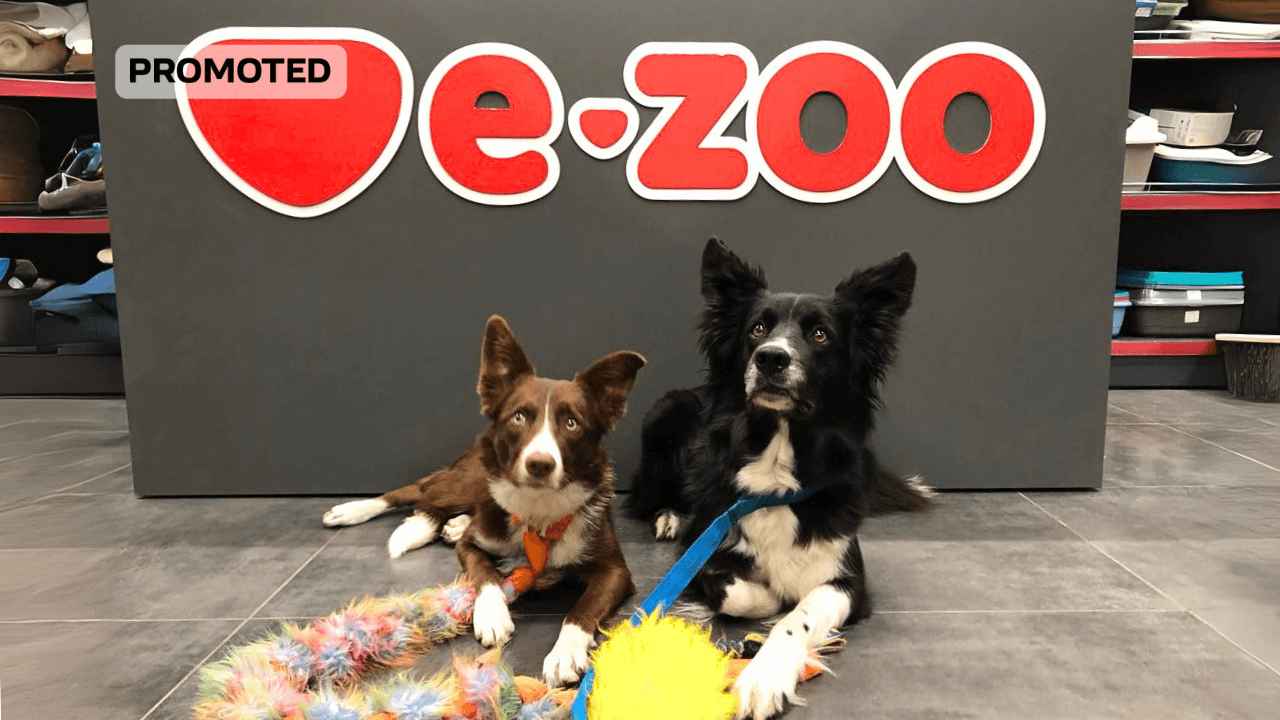 «Є навіть те, чого ви не уявляли»: як E-ZOO понад 14 років піклується про домашніх улюбленців