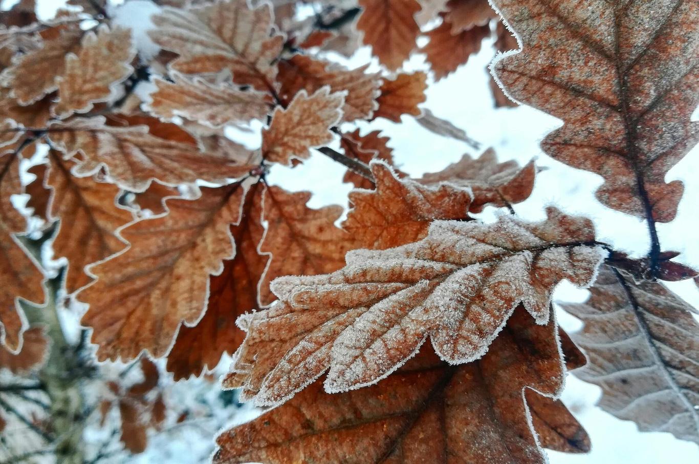Синоптики попередили про заморозки у повітрі в кількох областях