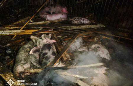 Від удару росіян по фермі на Харківщині загинули 60 свиней (ФОТО)