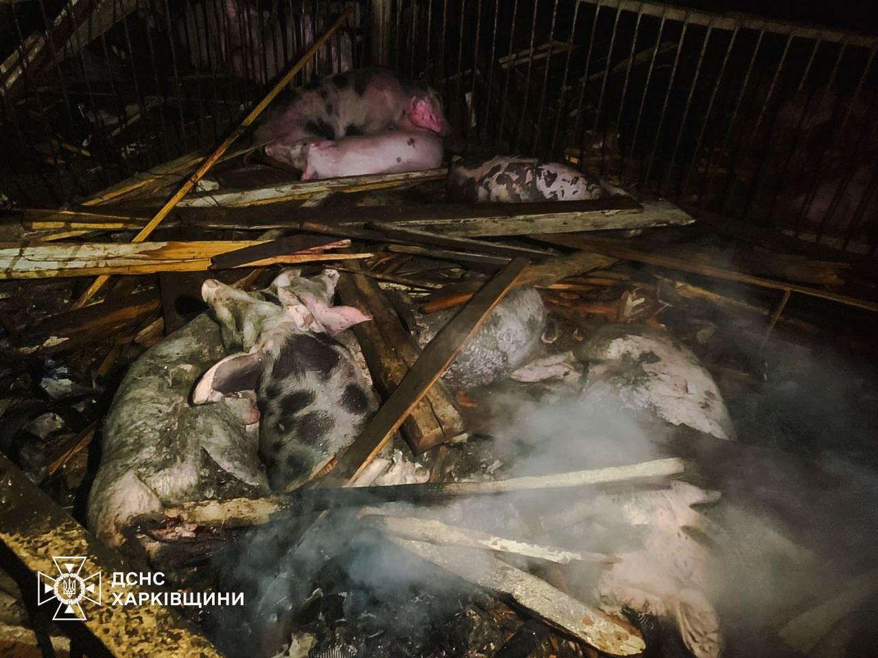 Від удару росіян по фермі на Харківщині загинули 60 свиней (ФОТО)