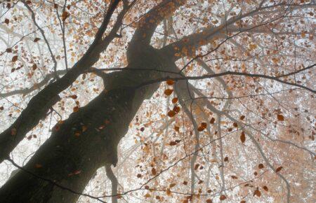 Похолодання охопить Україну наступного тижня