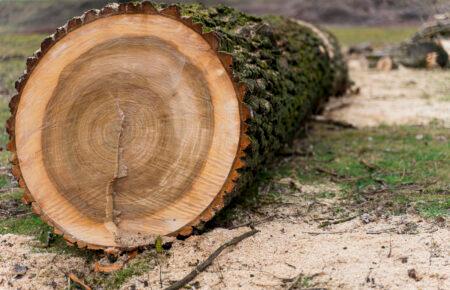 Уряд тимчасово заборонив експорт необробленої деревини: що передбачає рішення