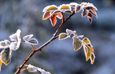 Погода на вихідні 13-14 грудня: перший справжній сніг та мороз до -6°C