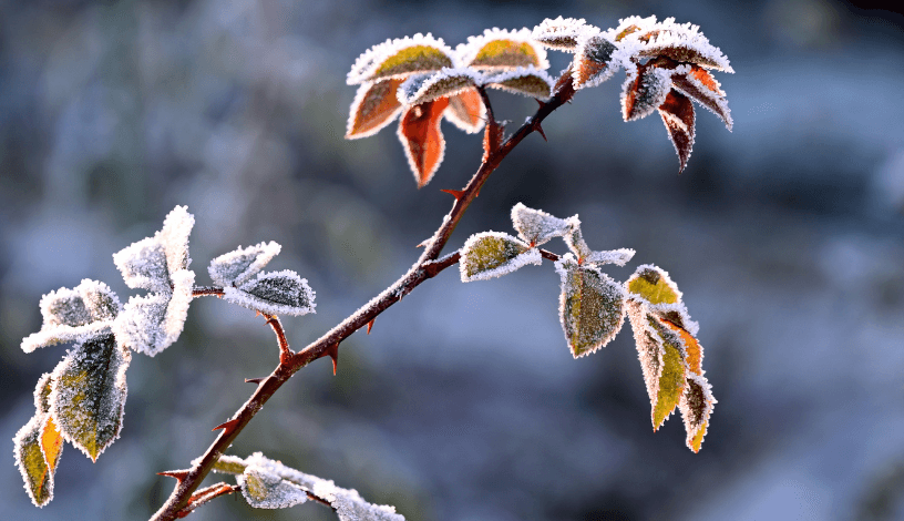 Погода на вихідні 13-14 грудня: перший справжній сніг та мороз до -6°C