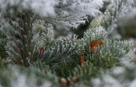 Українці дедалі частіше купують закордонні ялинки замість вітчизняних