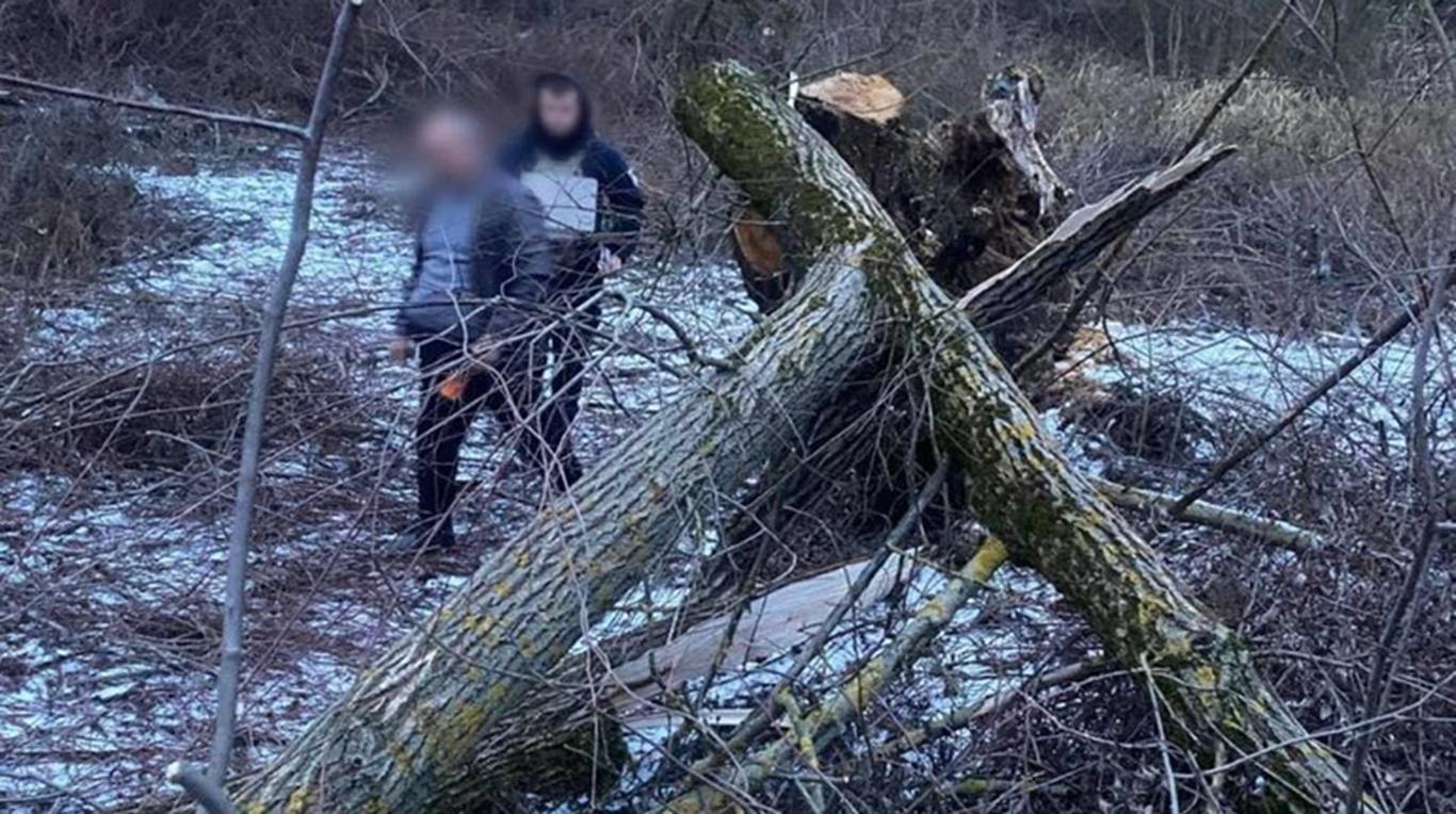 На Закарпатті дерево впалло на 8-річну дівчинку, вона загинула на місці