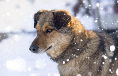 Як вберегти лапки собак від негативного впливу протиожеледної суміші — пояснює лікарка-ветеринарка