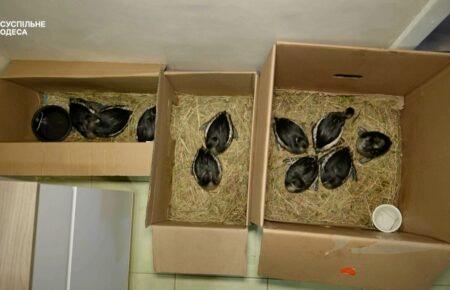 Олія, що виливається в Чорне море після атак на українські порти, шкодить морським птахам