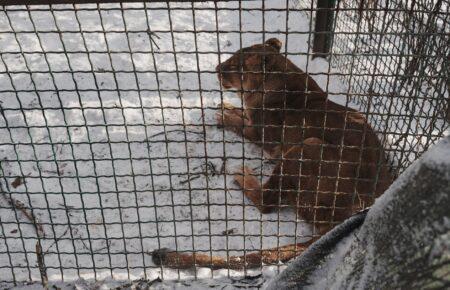 Росіяни скинули авіабомбу на «Фельдман Екопарк» під Харковом: загинули птахи, поранені леви, постраждала волонтерка