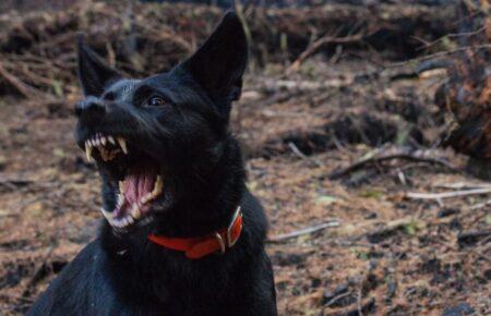 В Україні зросла кількість випадків інфікування сказом: у чому причина і до чого тут війна