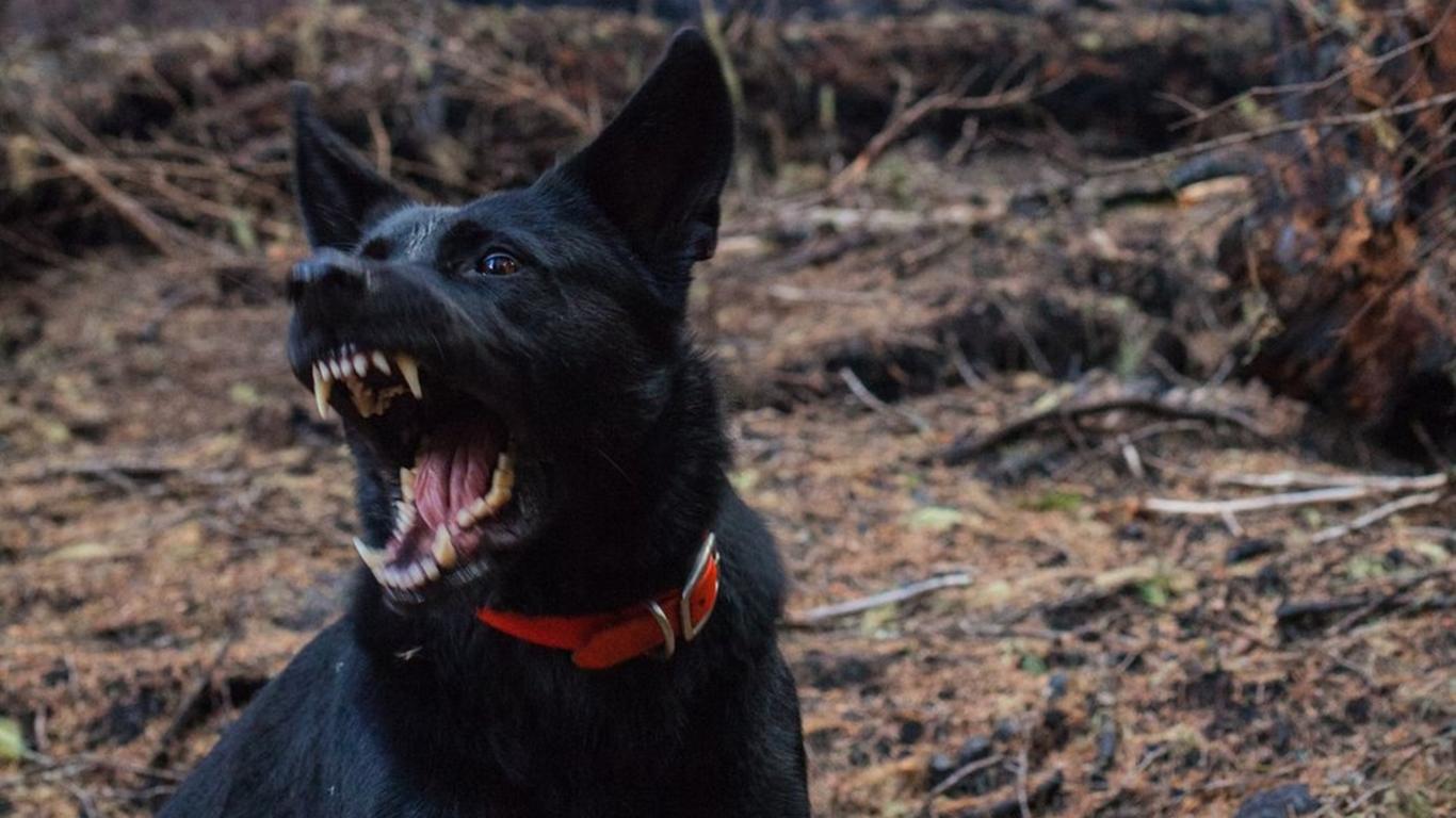 В Україні зросла кількість випадків інфікування сказом: у чому причина і до чого тут війна