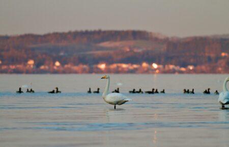 Чому не можна годувати лебедів та інших диких птахів — пояснює лікарка