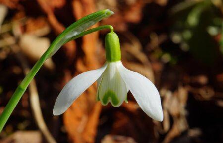 Суттєве потепління почне заходити в Україну з найближчої неділі
