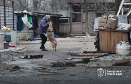 Росіяни вдарили по притулку для собак у Запоріжжі (ФОТО, ВІДЕО)
