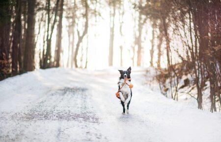 Як захистити тварин від холоду, якщо в домі немає опалення: рекомендації ветеринарної дерматологині