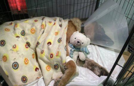 «Їздимо туди, де ситуація найкритичніша»: як відбувається евакуація тварин з прифронту