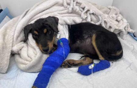 «Їздимо туди, де ситуація найкритичніша»: як відбувається евакуація тварин з прифронту