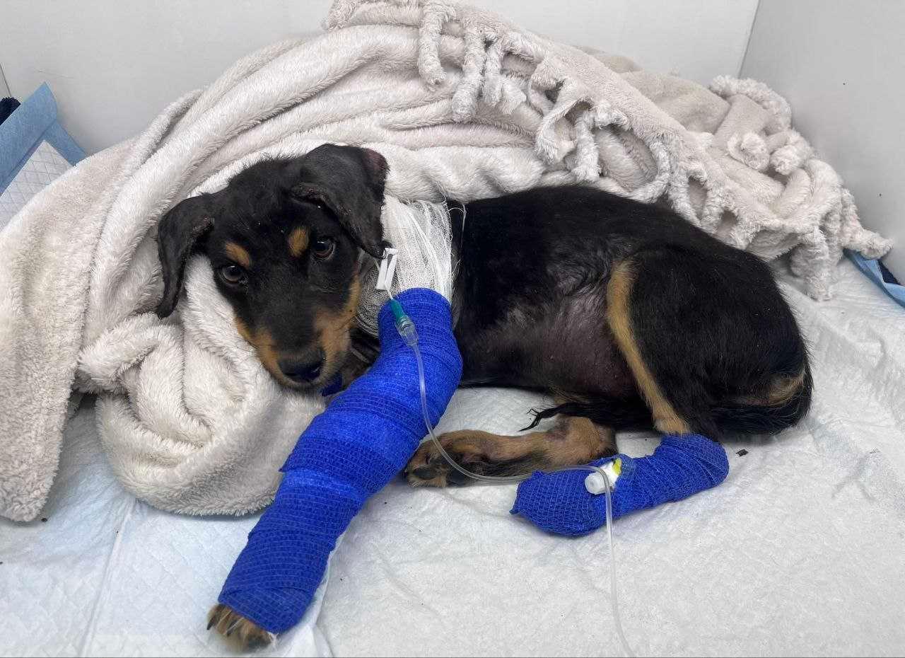 «Їздимо туди, де ситуація найкритичніша»: як відбувається евакуація тварин з прифронту