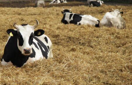 Росія приховує спалахи небезпечних хвороб тварин — СЗРУ