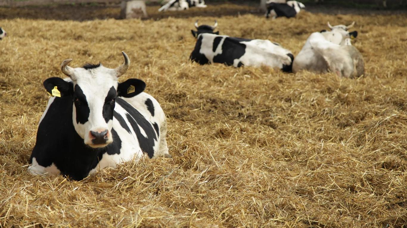 Ящур у Росії: чи є загроза для України