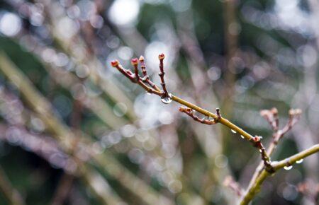 Синоптикиня порадила скористатися гарною погодою: з 17 березня очікується відчутне зниження температури повітря