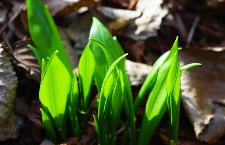 Львівський лікар купив на ринку отруйну рослину замість черемші й помер після її вживання