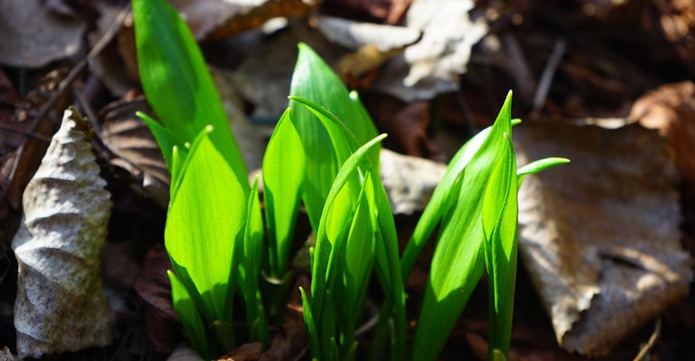 Львівський лікар купив на ринку отруйну рослину замість черемші й помер після її вживання
