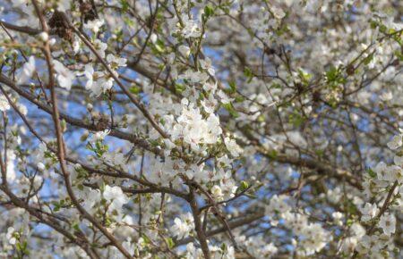 Якою буде погода на Вербну неділю та коли прийде похолодання: свіжий прогноз погоди