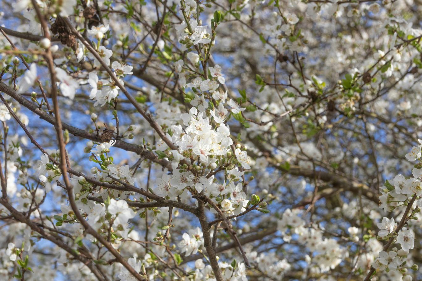 Якою буде погода на Вербну неділю та коли прийде похолодання: свіжий прогноз погоди