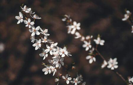 Синоптики оголосили попередження через заморозки в низці областей