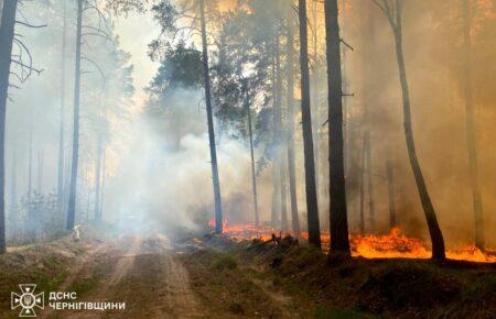 На Чернігівщині локалізували пожежу лісового масиву (ФОТО)
