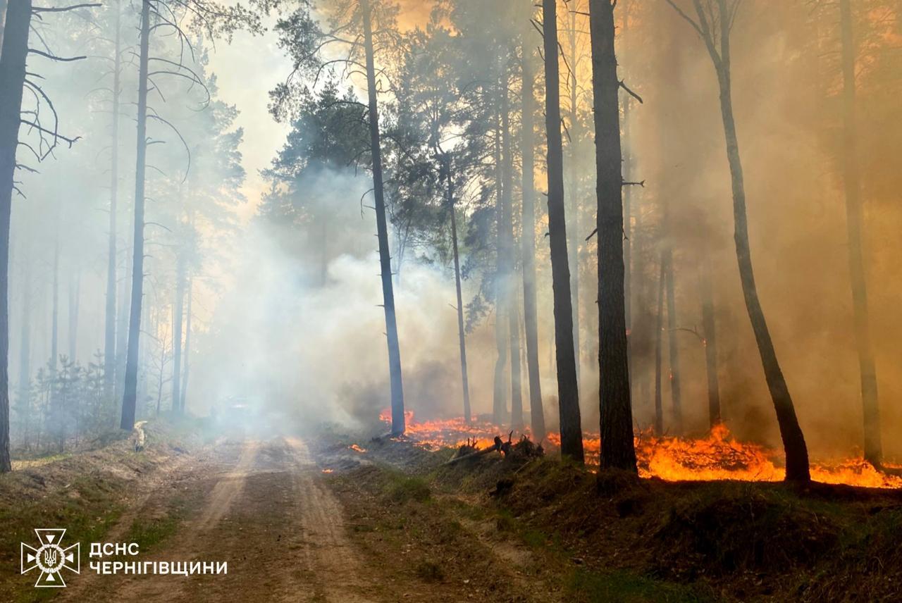 На Чернігівщині локалізували пожежу лісового масиву (ФОТО)