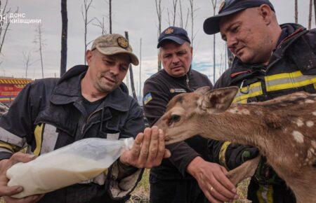 На Київщині з вогню врятували двох оленят (ФОТО)