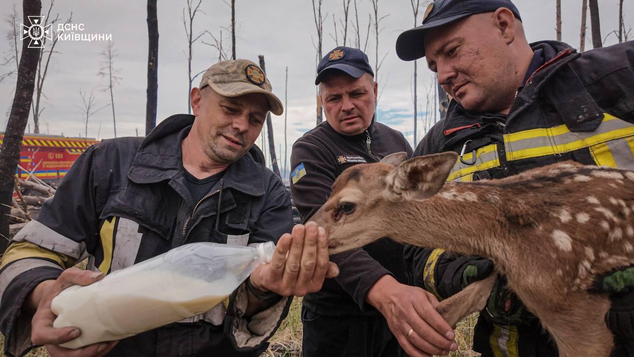 На Київщині з вогню врятували двох оленят (ФОТО)