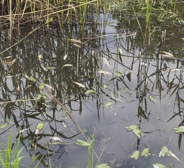 На Житомирщині в річці Ірша виявили масову загибель риби