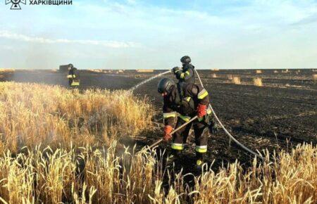 Чи можлива в Україні продовольча криза через російські обстріли полів: пояснює представник Всеукраїнської аграрної ради