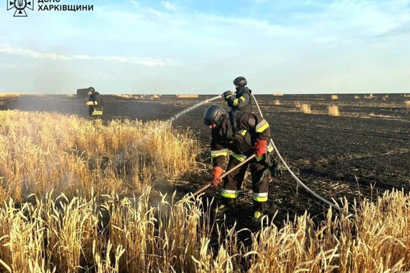 Чи можлива в Україні продовольча криза через російські обстріли полів: пояснює представник Всеукраїнської аграрної ради