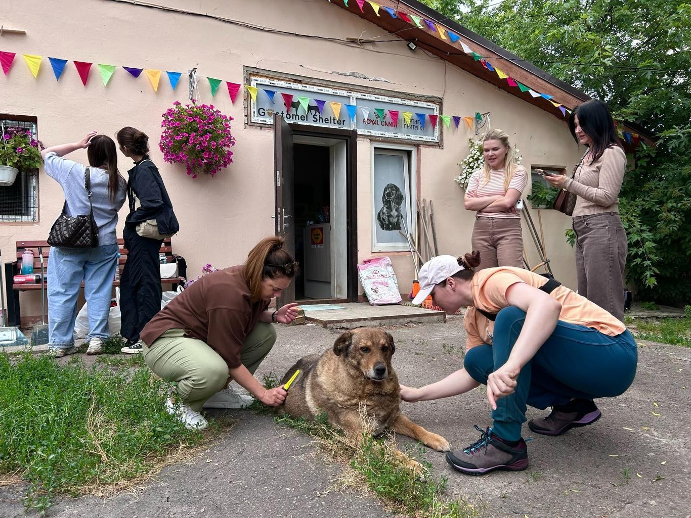 Не лише прибирання: у притулку для тварин Gostomel shelter провели великий день волонтерства